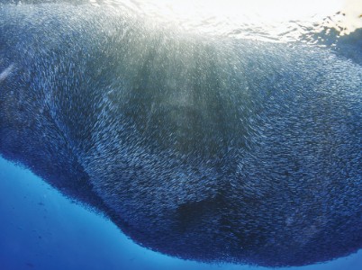 Waiting for Moby Dick